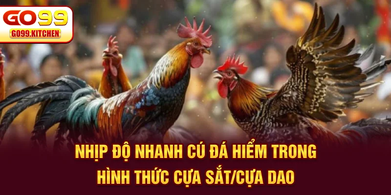 Nhịp độ nhanh, cú đá hiểm trong hình thức đá gà GO99 cựa sắt/cựa dao